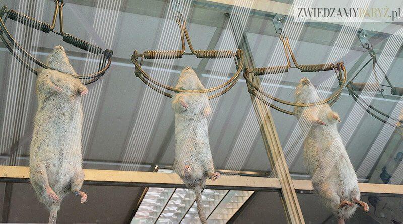 Postrach paryskich szczurów – sklep z filmu Ratatuj