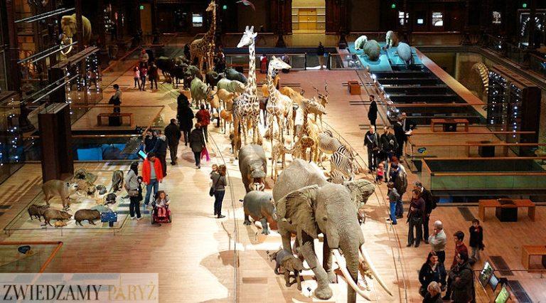 Muzeum Historii Naturalnej – Galeria ewolucji